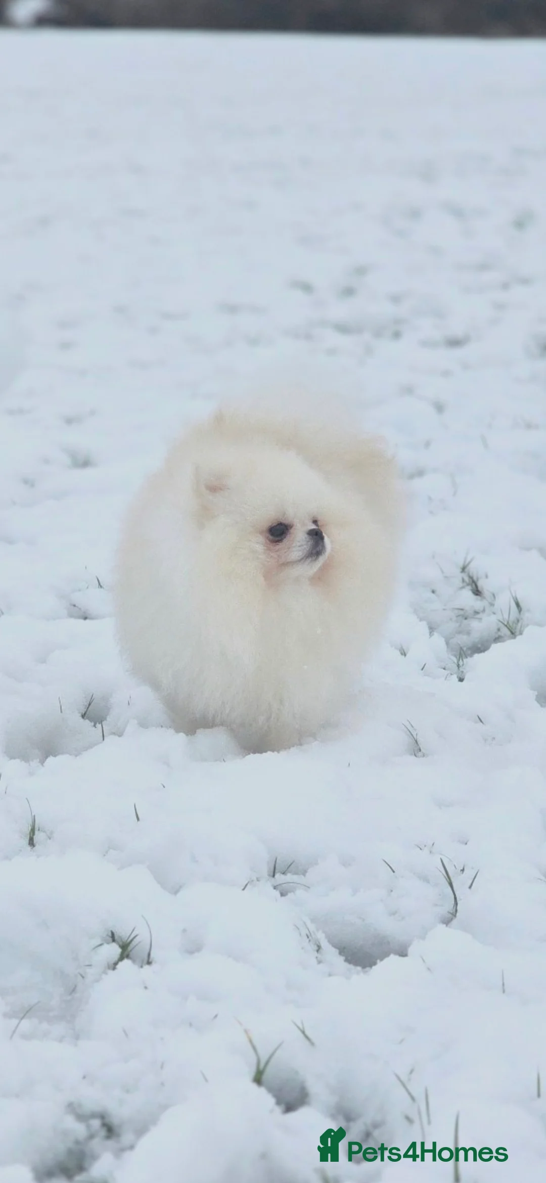 Pomeranian dogs for stud: 🌟 PREMIUM STUD SERVICE: "KIMCHI" 🌟 - Advert 6