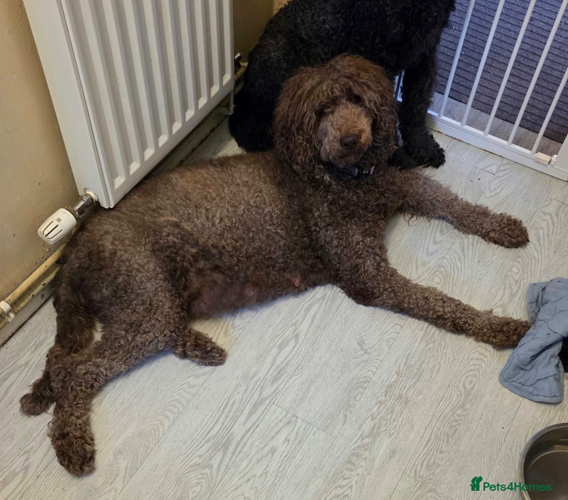 Poodle dogs Royal Standard Poodle Puppies - Advert 2