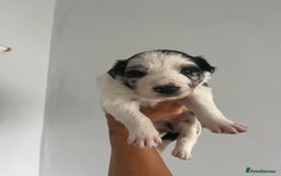Border Collie dogs for sale: Border Collie pup- Merle, Black, Chocolate, Blonde - Image 14