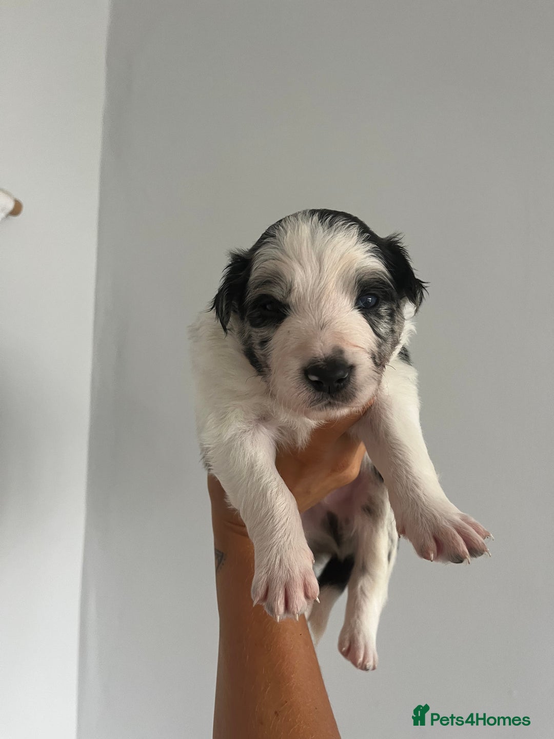 Border Collie dogs for sale: Border Collie pup- Merle, Black, Chocolate, Blonde - Image 14