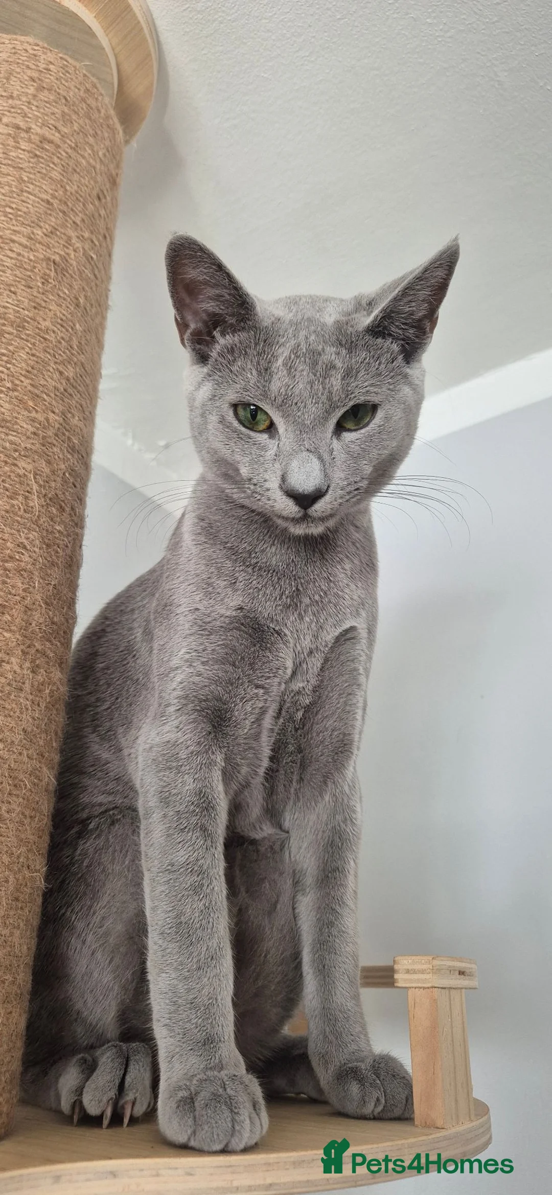 Russian Blue cats for sale: Pure Russian blue kittens 💙 🩵 😸  - Advert 16