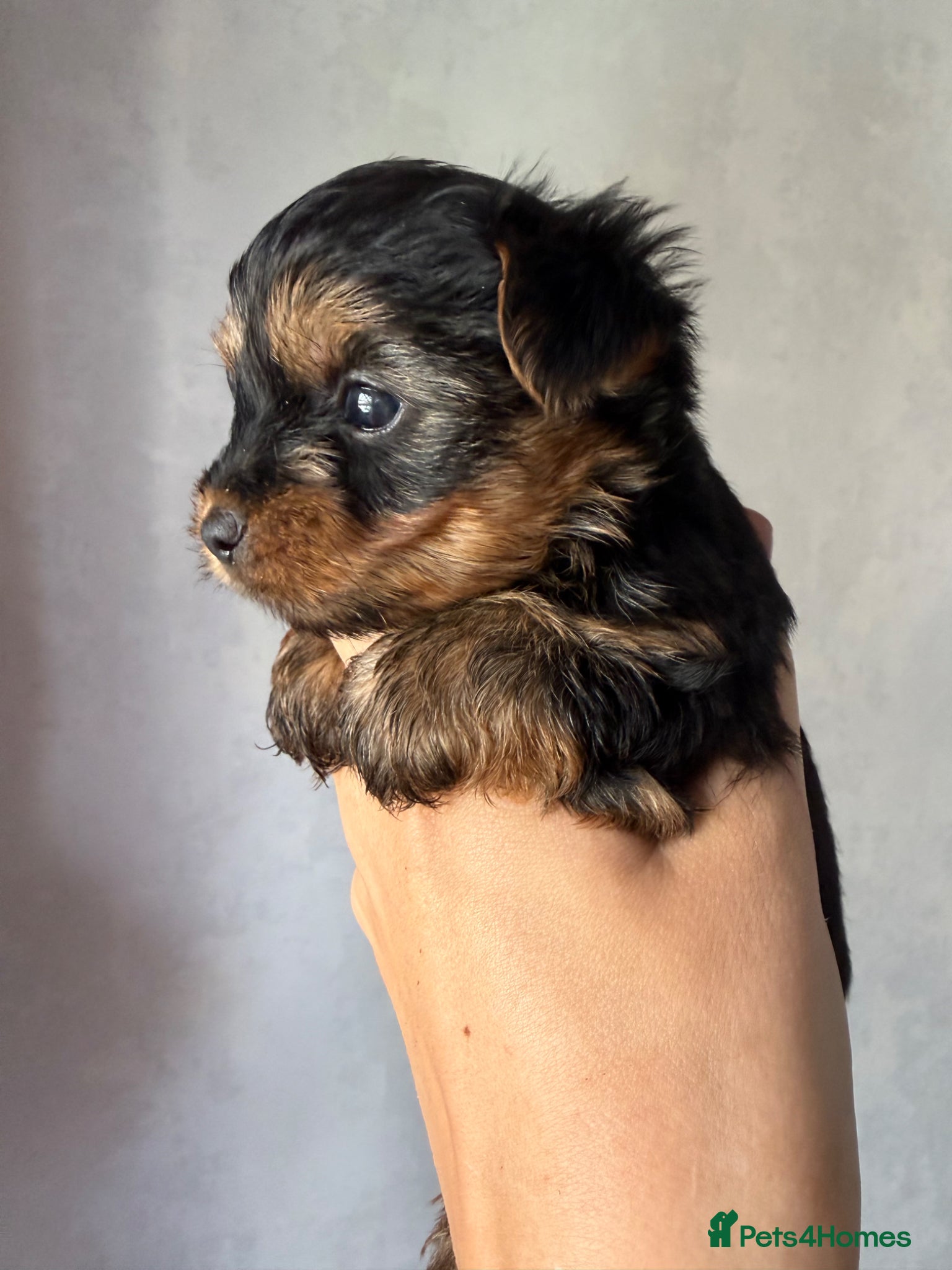 Yorkshire Terrier dogs for sale: Mini Yorkshire terrier 2kg  - Advert 1