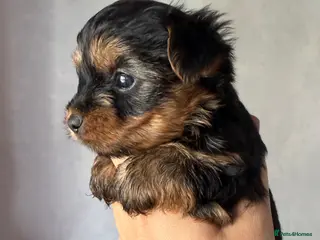 Yorkshire Terrier dogs for sale: Mini Yorkshire terrier 2kg - Advert 1