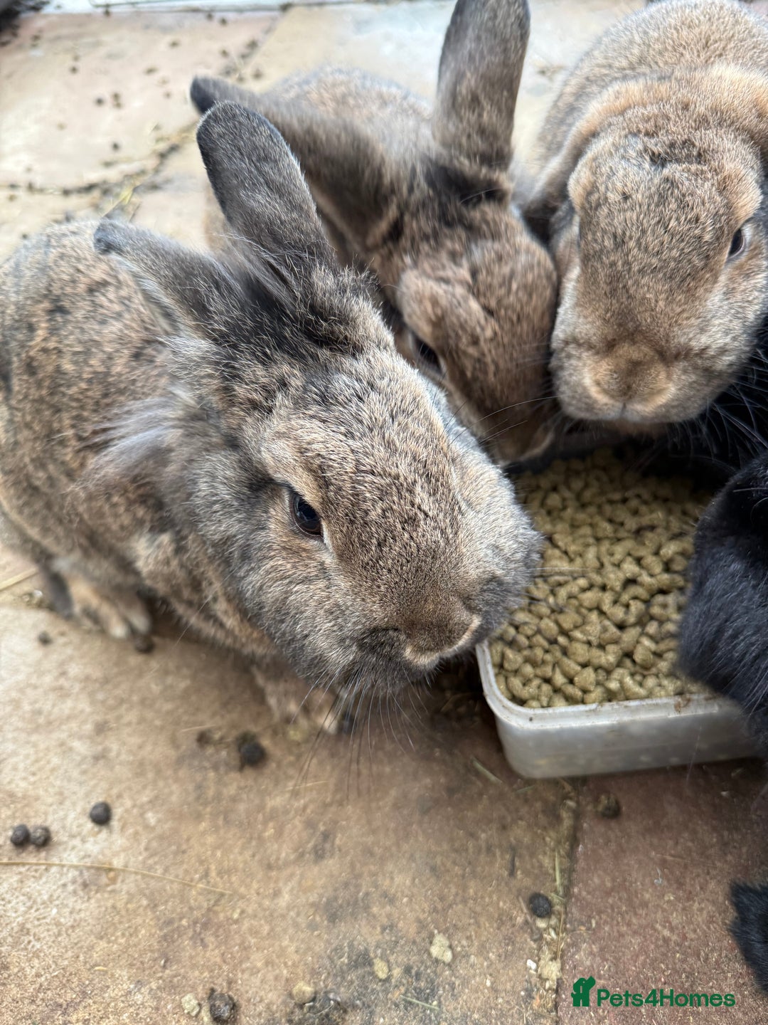 Mixed Breed rabbits for sale: Rabbits  - Advert 3