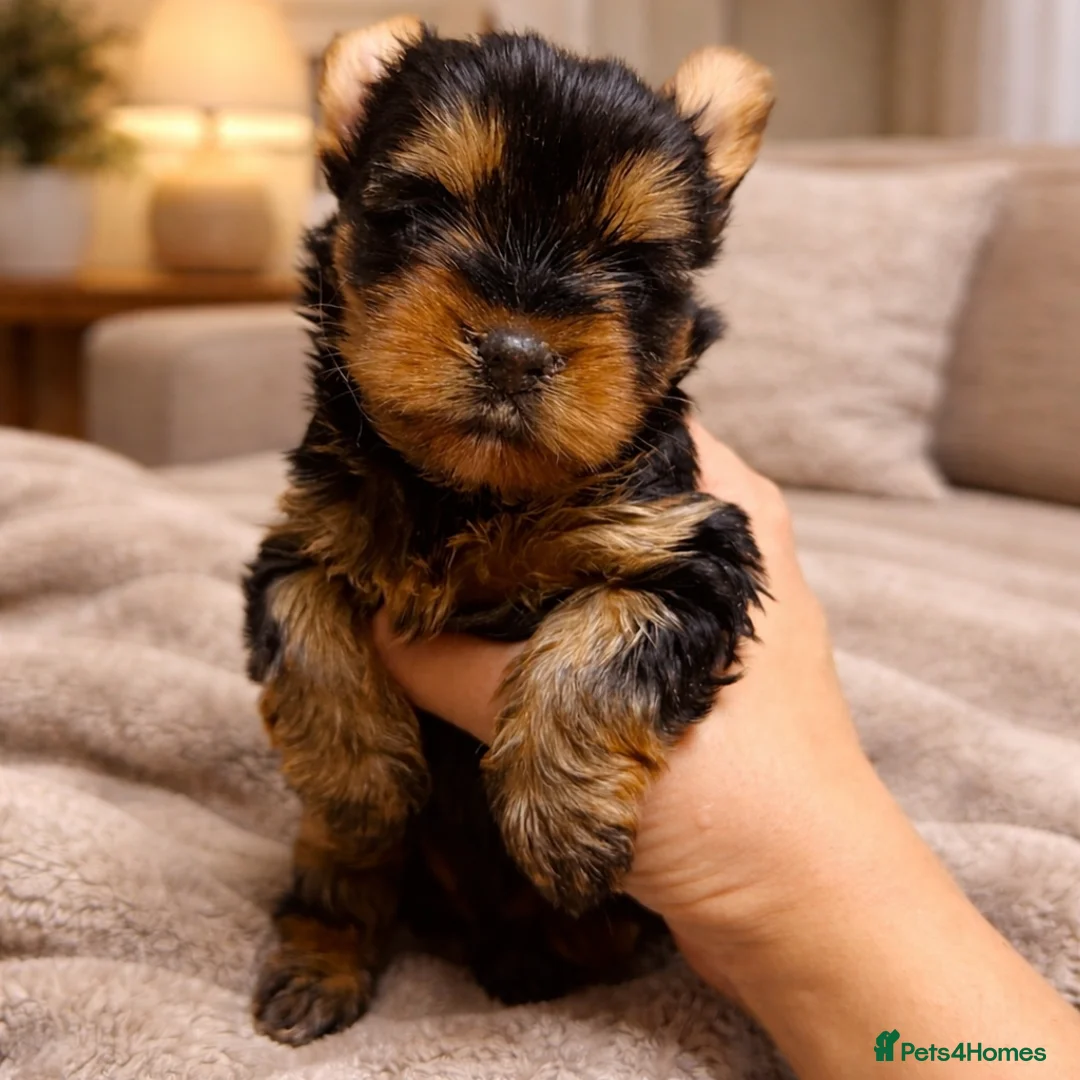 Yorkshire Terrier dogs for sale: YORKIE PUPPIES - Advert 16