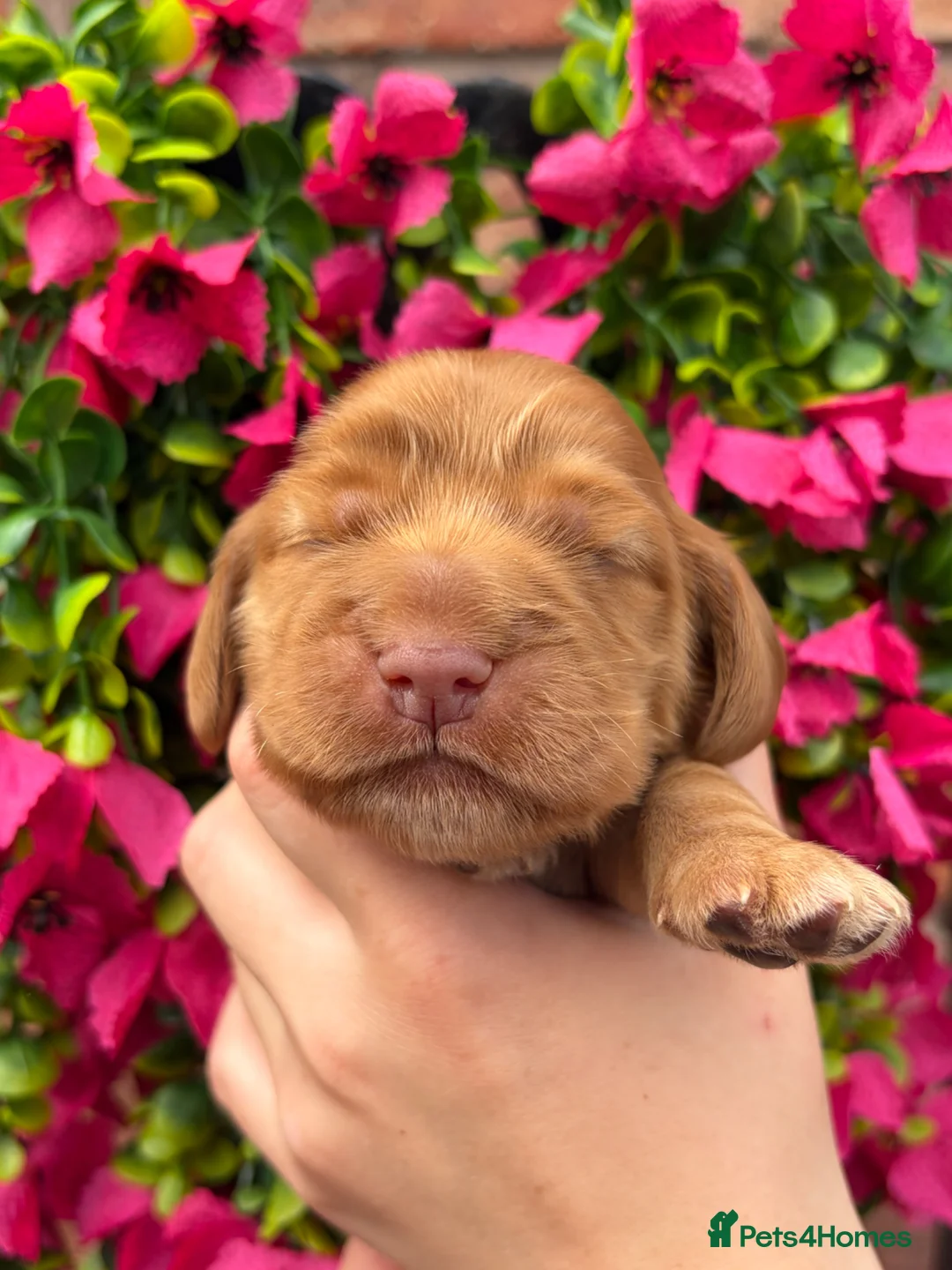 Cocker Spaniel dogs for sale: Gorgeous true to type Show Cocker Spaniels - Advert 7