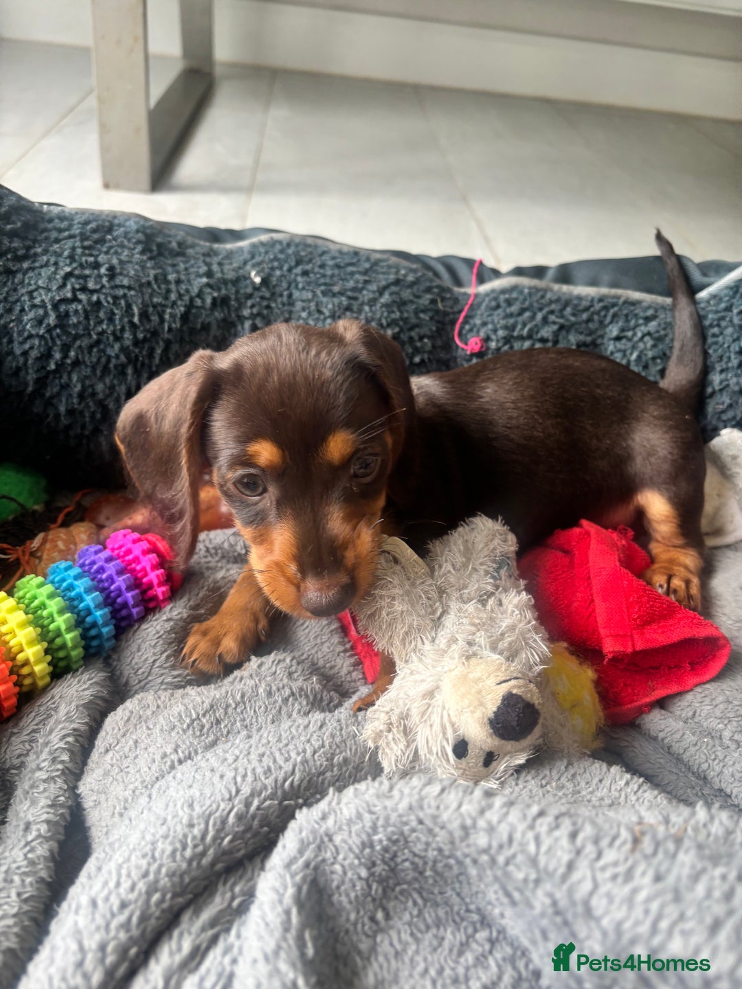 Mixed Breed dogs for sale: Dorkie Puppies  - Image 1