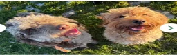 Cockapoo dogs for sale: **LAST LITTLE CHOCOLATE COCKAPOO** - Advert 6