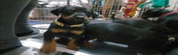 Dobermann dogs for sale: Dobermann puppies - Advert 25