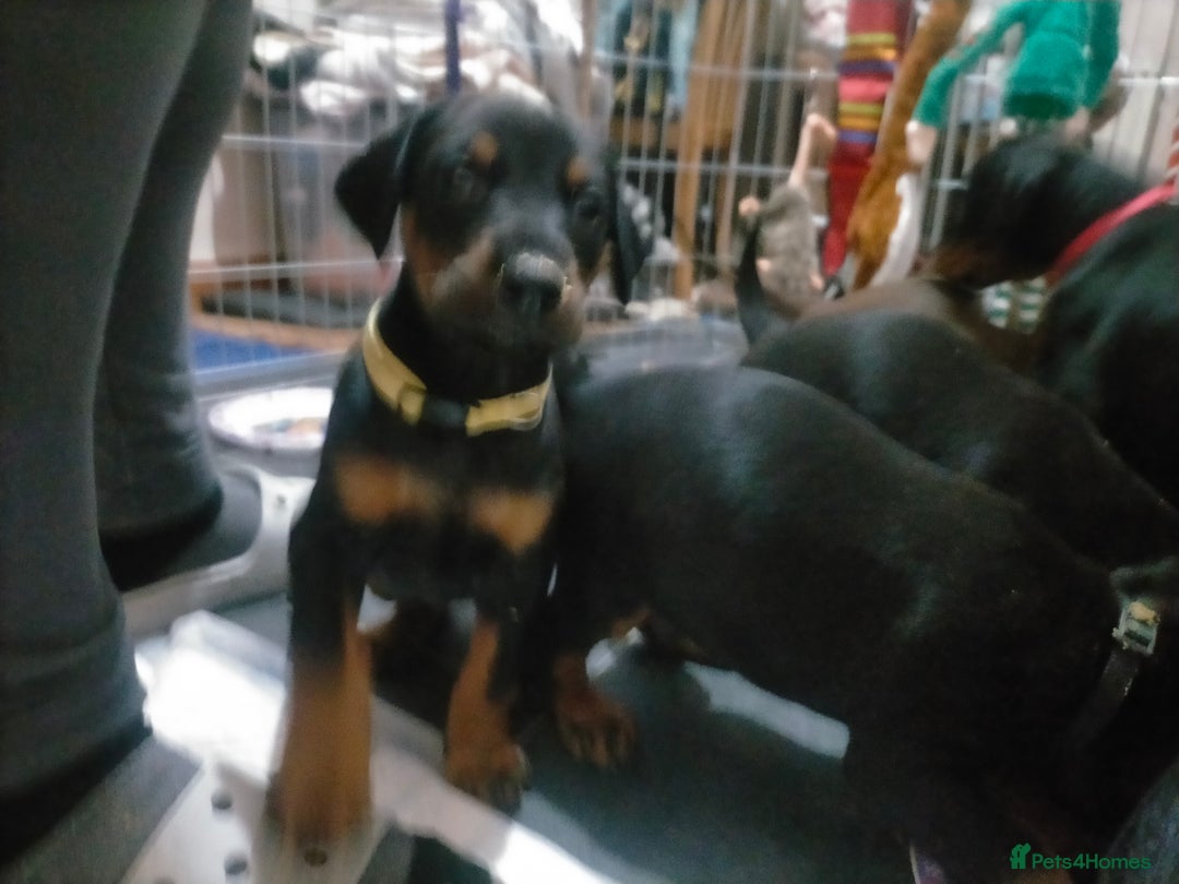 Dobermann dogs for sale: Dobermann puppies - Advert 25