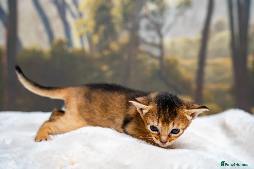Abyssinian cats for sale: Ruddy Abyssinians Kittens-Outstanding Pedigree  - Advert 18