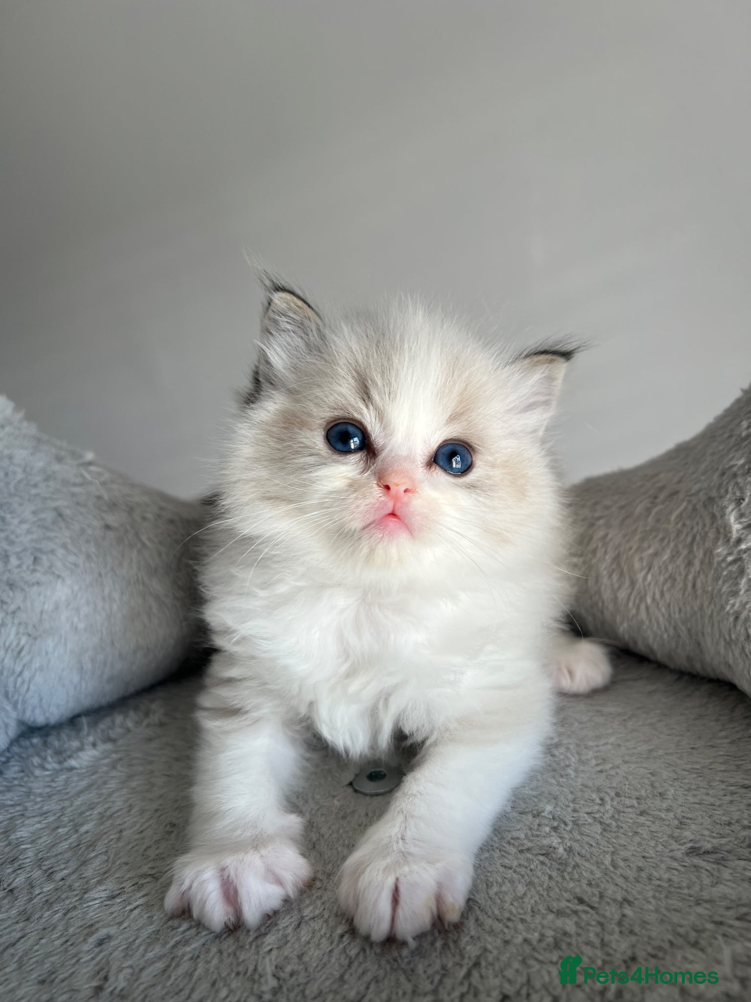 Ragdoll cats Registered Ragdoll kittens - Advert 3