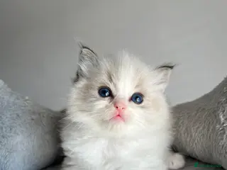 Ragdoll cats Registered Ragdoll kittens - Advert 3