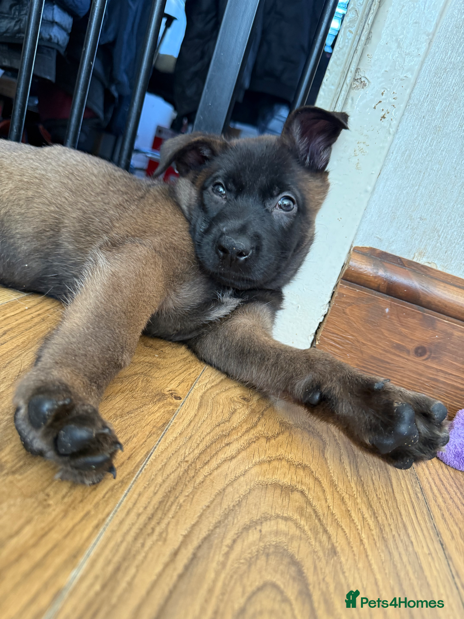 Belgian Shepherd Dog dogs 9 Beautiful Babies  - Advert 4