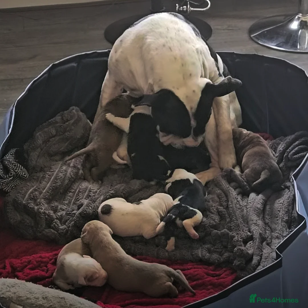 Mixed Breed dogs for sale: Sharpei x American bulldog pups - Advert 6