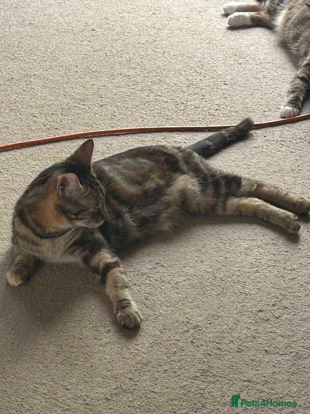 Mixed Breed cats for sale: Mixed bengal kittens - Advert 2