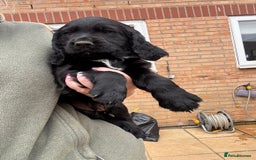 Cocker Spaniel dogs for sale: Cocker spaniel puppies  - Image 3