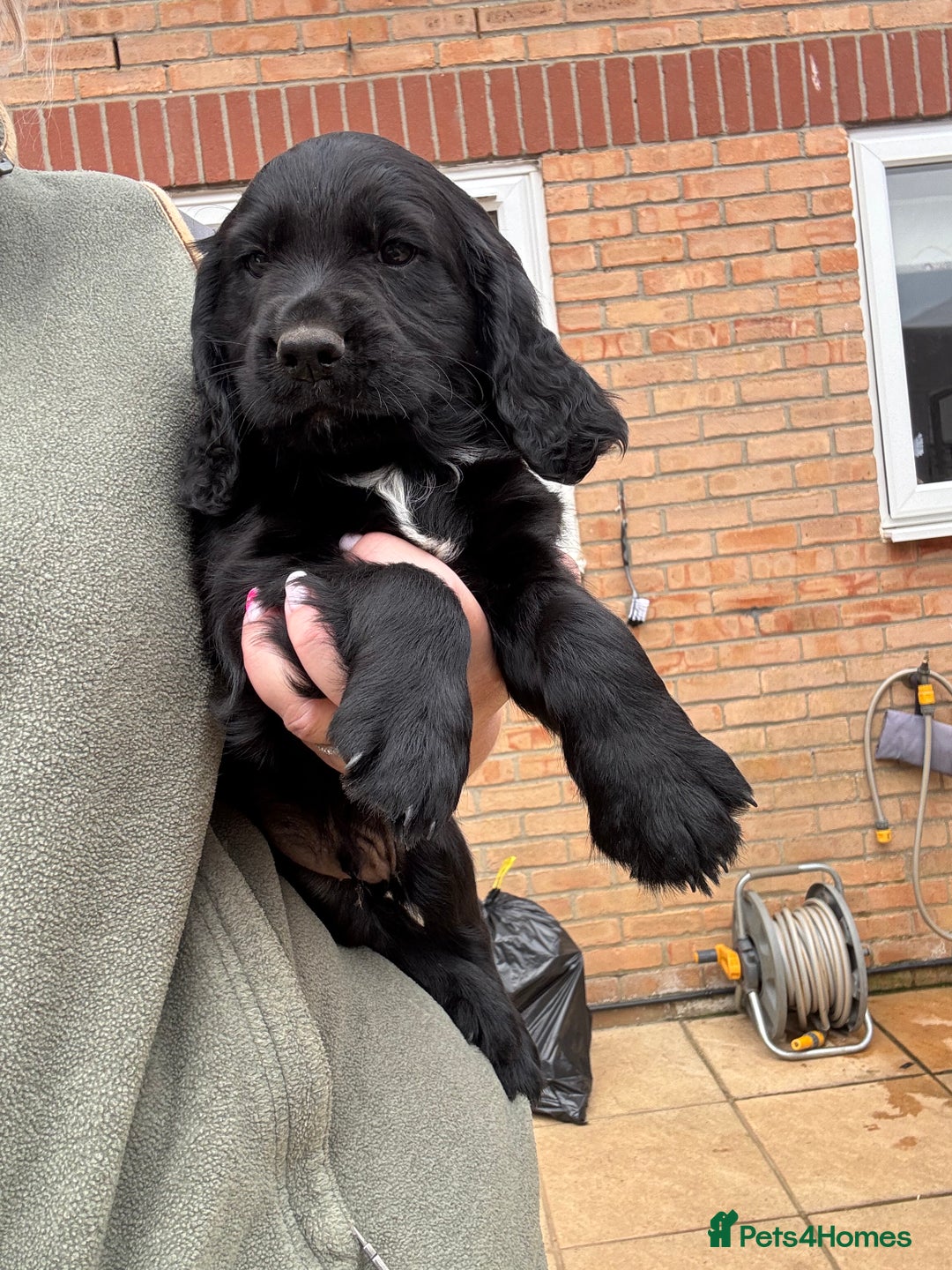 Cocker Spaniel dogs for sale: Cocker spaniel puppies  - Image 3