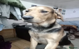 Mixed Breed dogs for sale: Ernie - Image 1