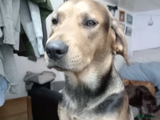 Mixed Breed dogs - Advert 30