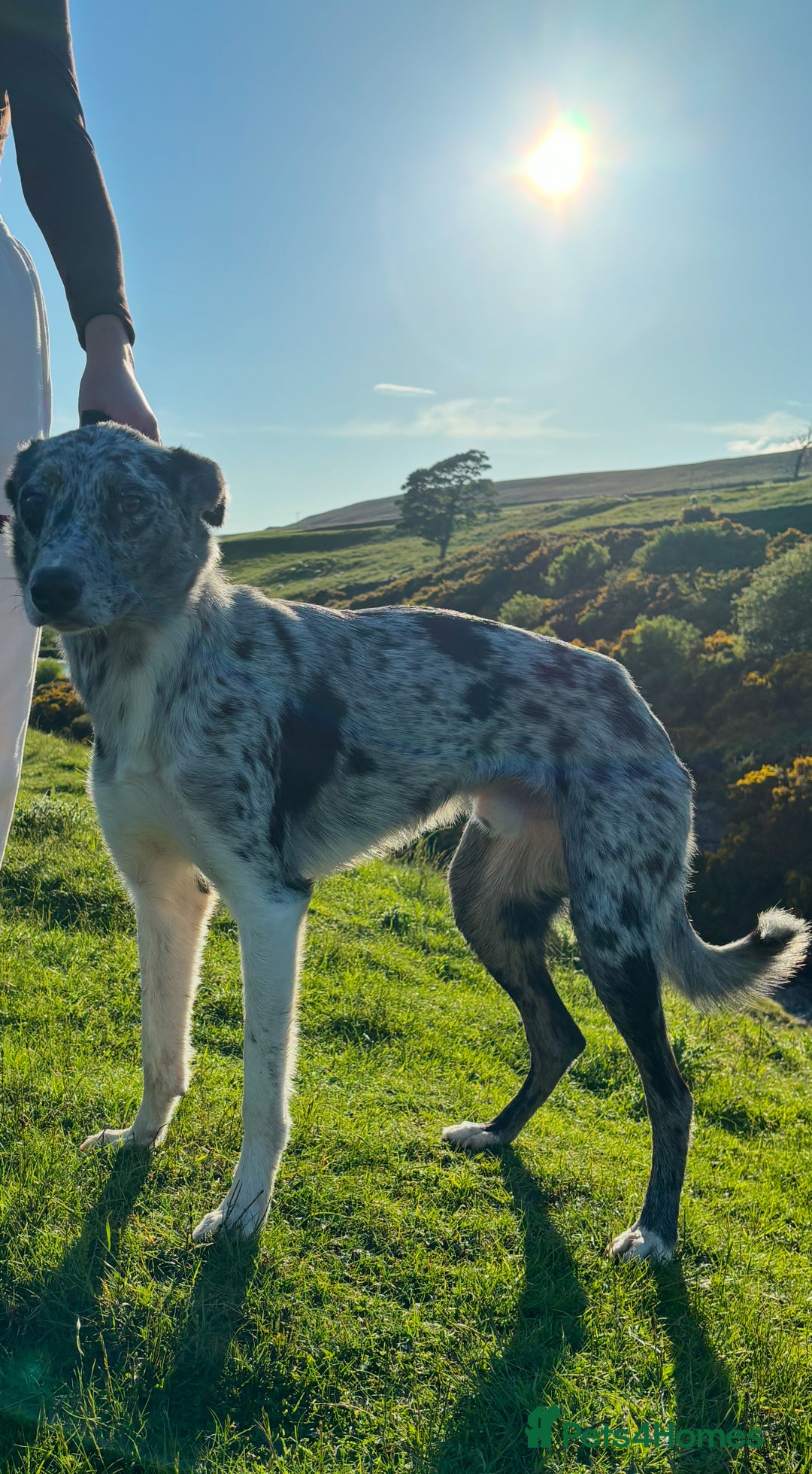 Deerhound dogs for stud: STUD  in Crook - Image 2