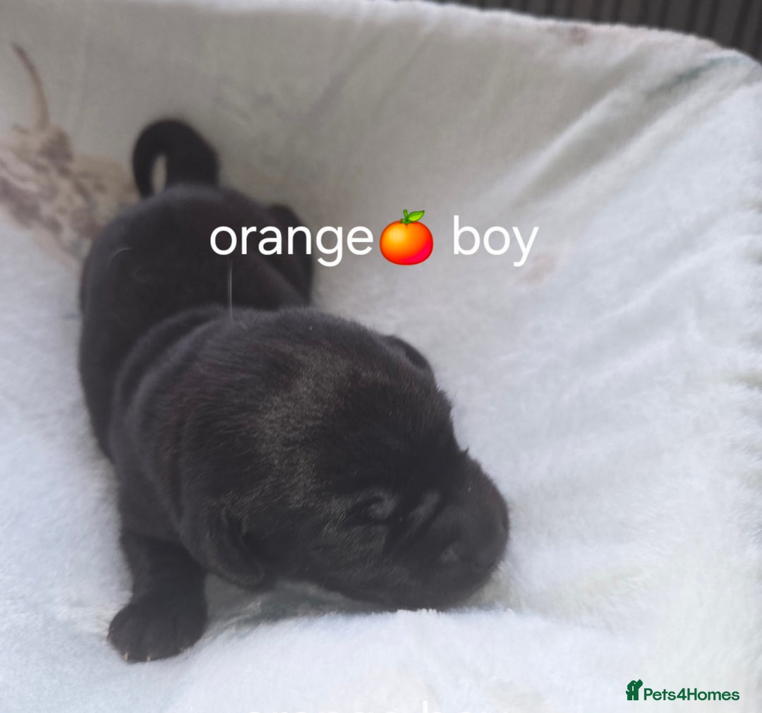 Labrador Retriever dogs for sale: Labrador puppies - Advert 3