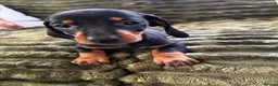 Dachshund dogs for sale: CHAMPION LINES - STANDARD KC SMOOTH DACHSHUNDS  - Advert 6