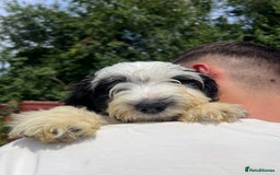Mixed Breed dogs for adoption: Sweet Teddy is Ready For Adoption! 12 Weeks Old - Image 1