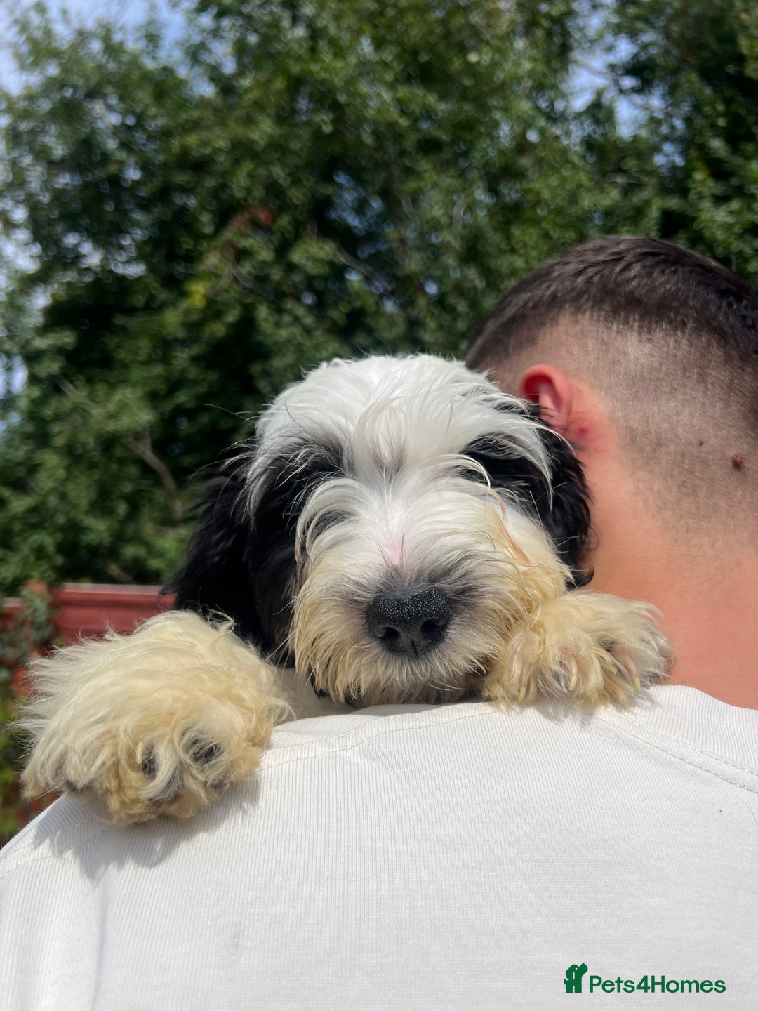 Mixed Breed dogs for adoption: Sweet Teddy is Ready For Adoption! 12 Weeks Old - Image 1