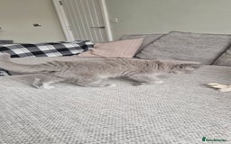 British Longhair cats for sale: READY NOW, ACTIVE OR PET BLH GIRL, GCCF, PEDIGREE - Image 5