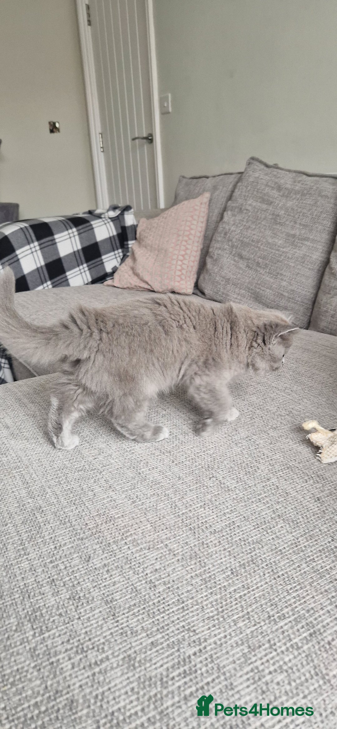 British Longhair cats for sale: READY NOW, ACTIVE OR PET BLH GIRL, GCCF, PEDIGREE - Image 5
