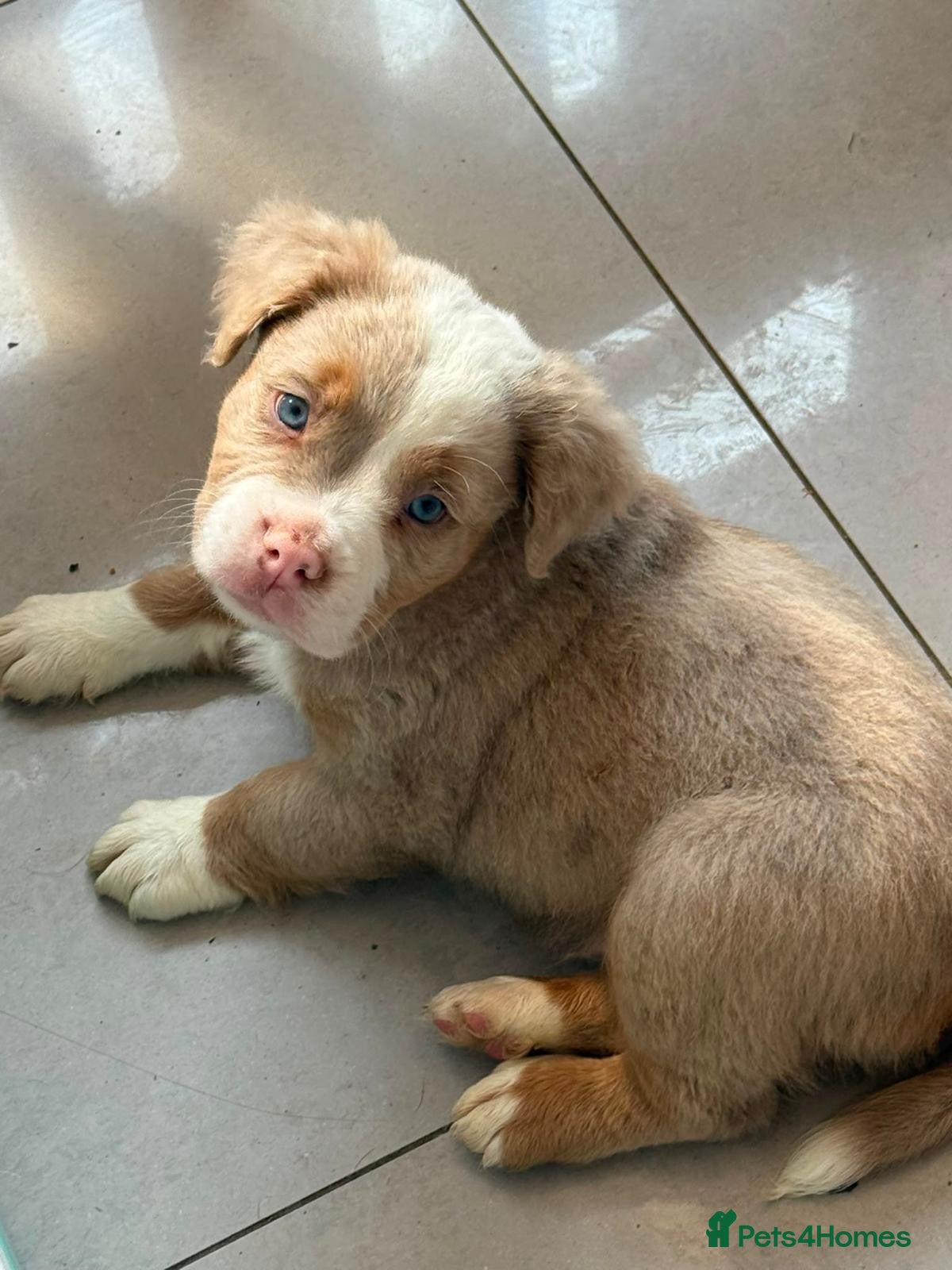 Olde English Bulldogge dogs Olde English fluffy Bulldogge puppies  - Advert 2