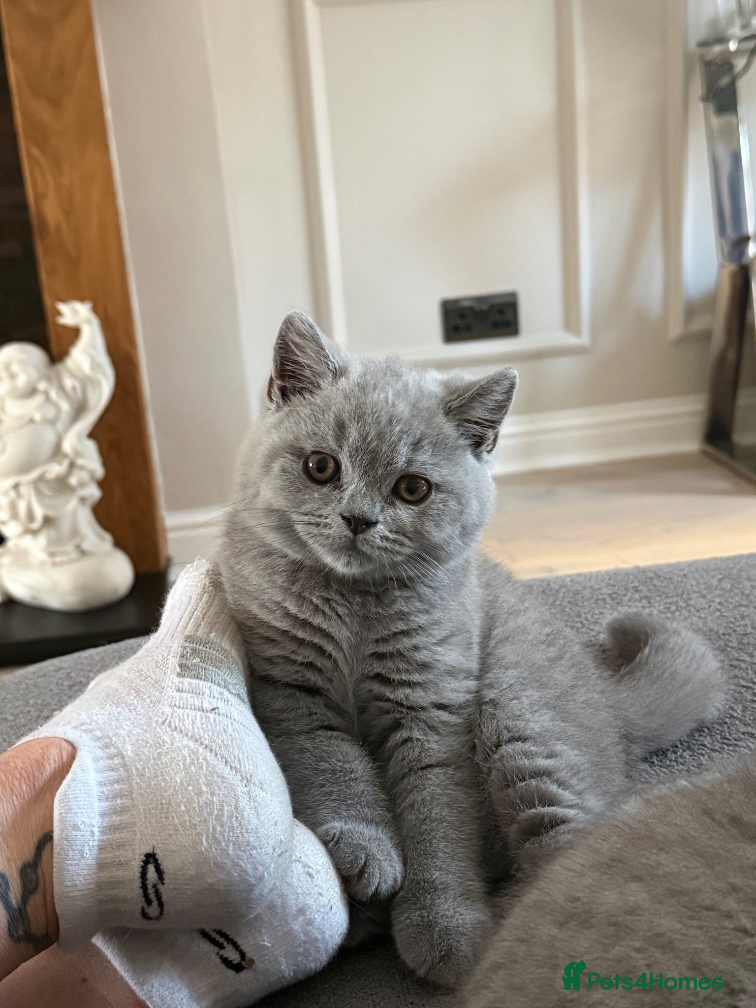 British Shorthair cats Boy Ready now!!!!  - Advert 1