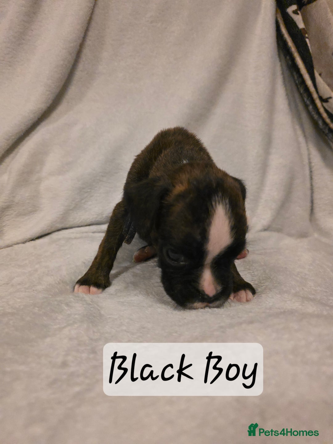 Boxer dogs for sale: Part European quality KC Reg Boxers - Advert 2