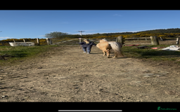 Welsh Section B horses for sale: Palomino Welsh B Non Ridden Companion/ InHand Pony - Image 11
