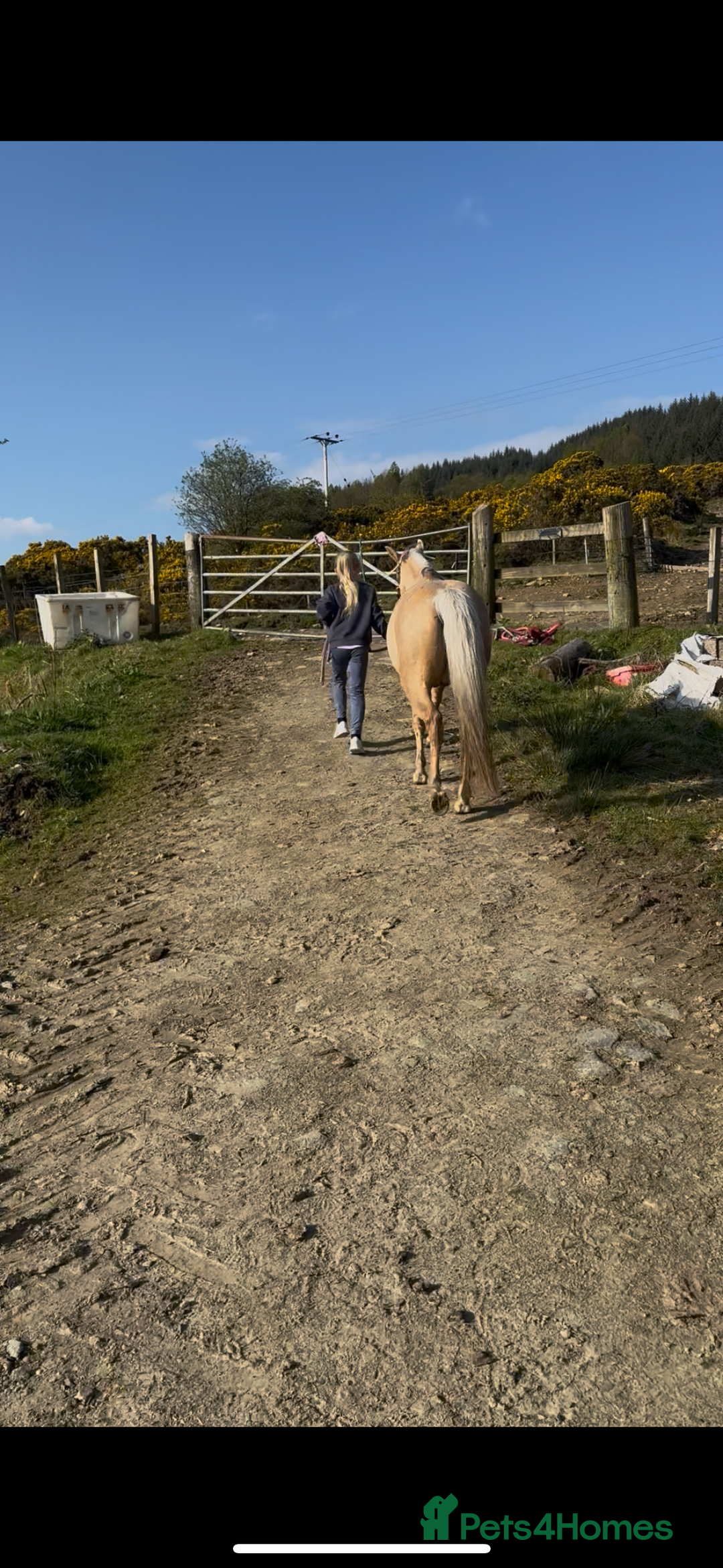 Welsh Section B horses for sale: Palomino Welsh B Non Ridden Companion/ InHand Pony - Image 11