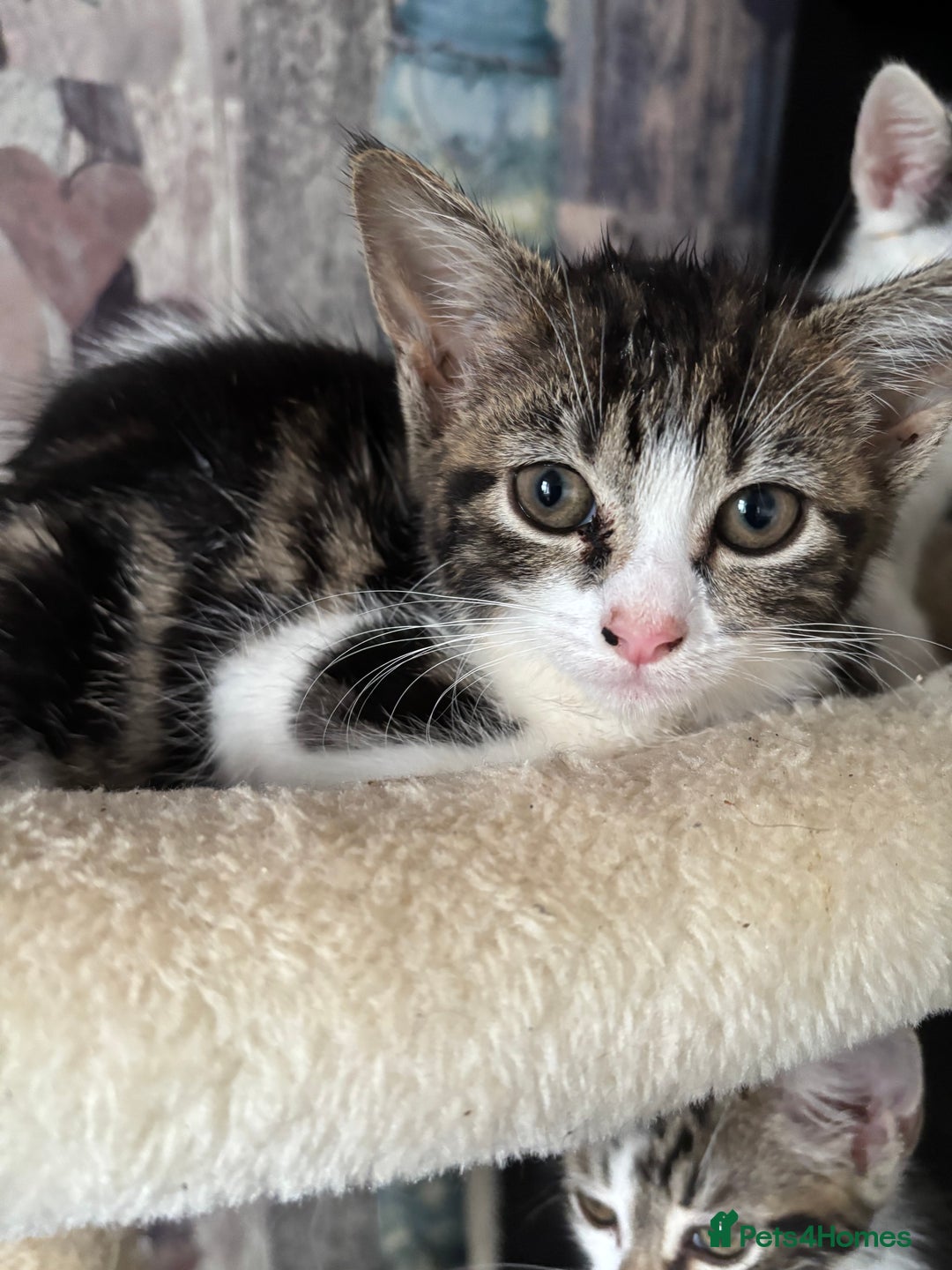 Mixed Breed cats for sale: 8 weeks old ! Last one ! £40 - Image 2