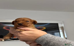 Cocker Spaniel dogs for sale: Red Cocker Spaniel Puppies - Image 23