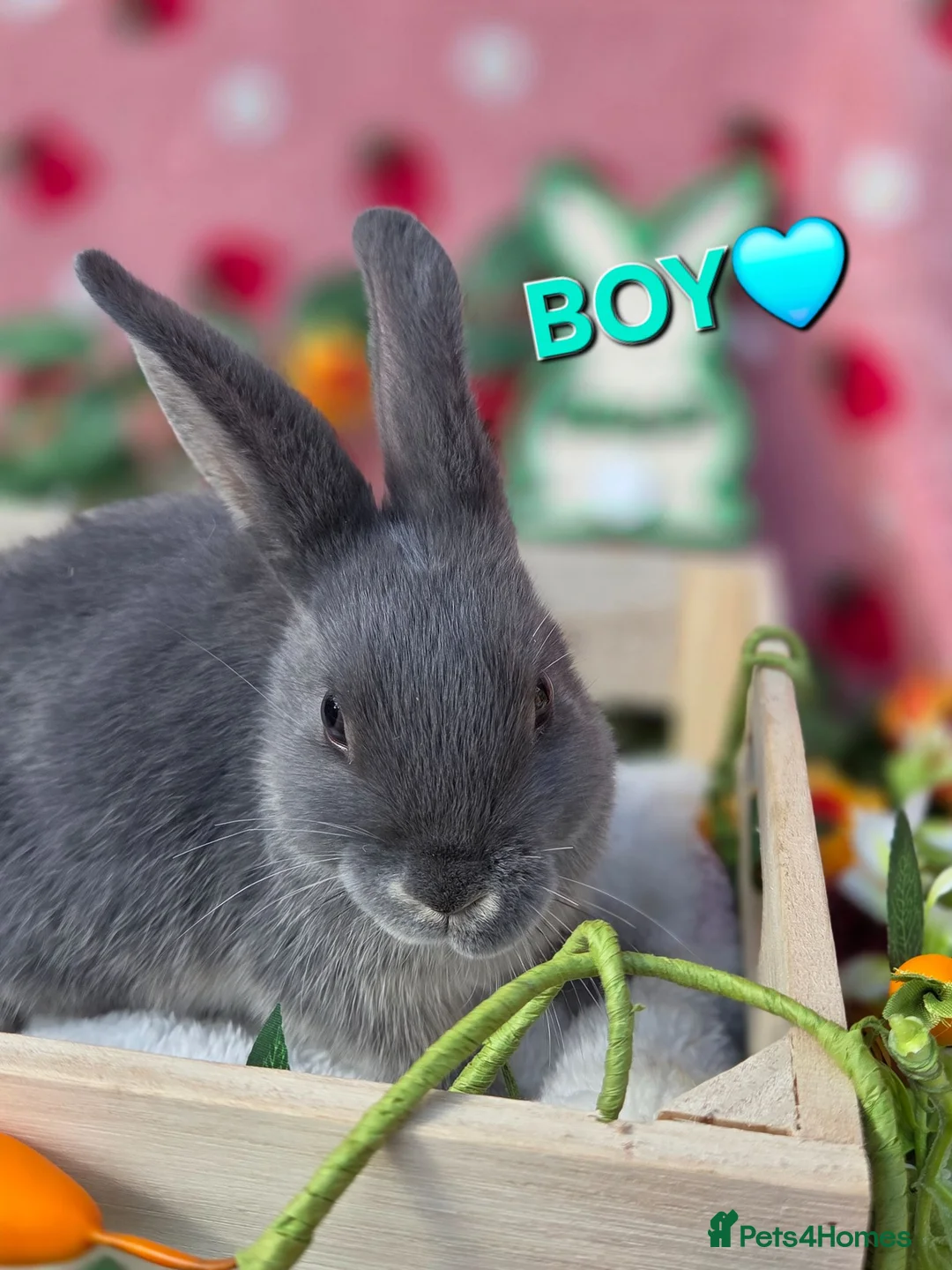 Mixed Breed rabbits for sale: plush mini lop bunnies ☆ 8 weeks ☆Ready Now - Advert 2