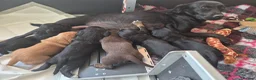 Cockerdor dogs for sale: Cockerdor puppies for sale  - Advert 6