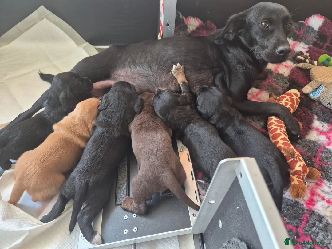 Cockerdor dogs for sale: Cockerdor puppies for sale  - Advert 6
