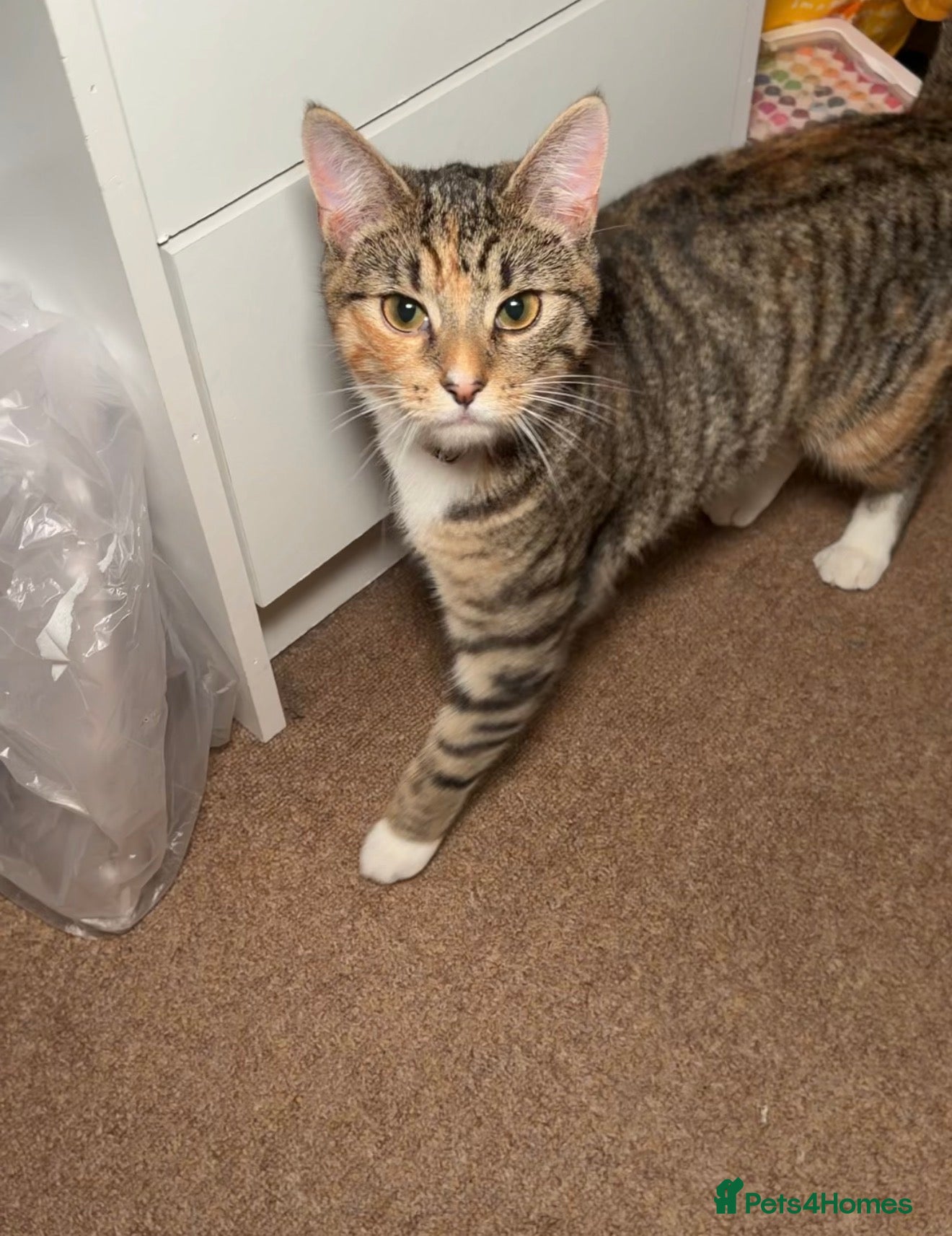 Domestic Shorthair cats Cute and Fun almost 1yr old Female cat - Advert 6