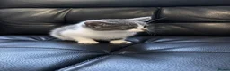 Ragdoll cats for sale: Ragdoll X domestic shorthair  - Advert 8