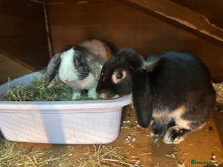 Mini Lop rabbits Two bonded female rabbits - Advert 9