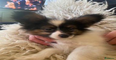 Papillon dogs Kennel Club registered Papillons - Advert 3