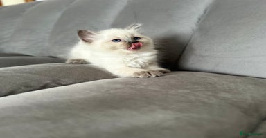 Ragdoll cats - Advert 11