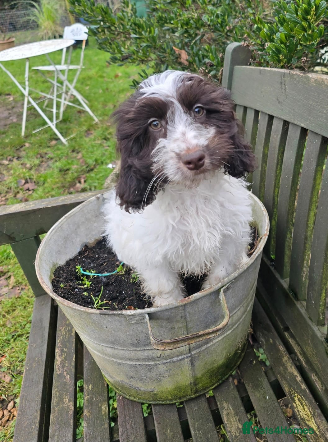 Cockapoo dogs Cockapoo Girl Pick of Litter Licenced Breeder - Advert 14