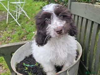 Cockapoo dogs Cockapoo Girl Pick of Litter Licenced Breeder - Advert 14