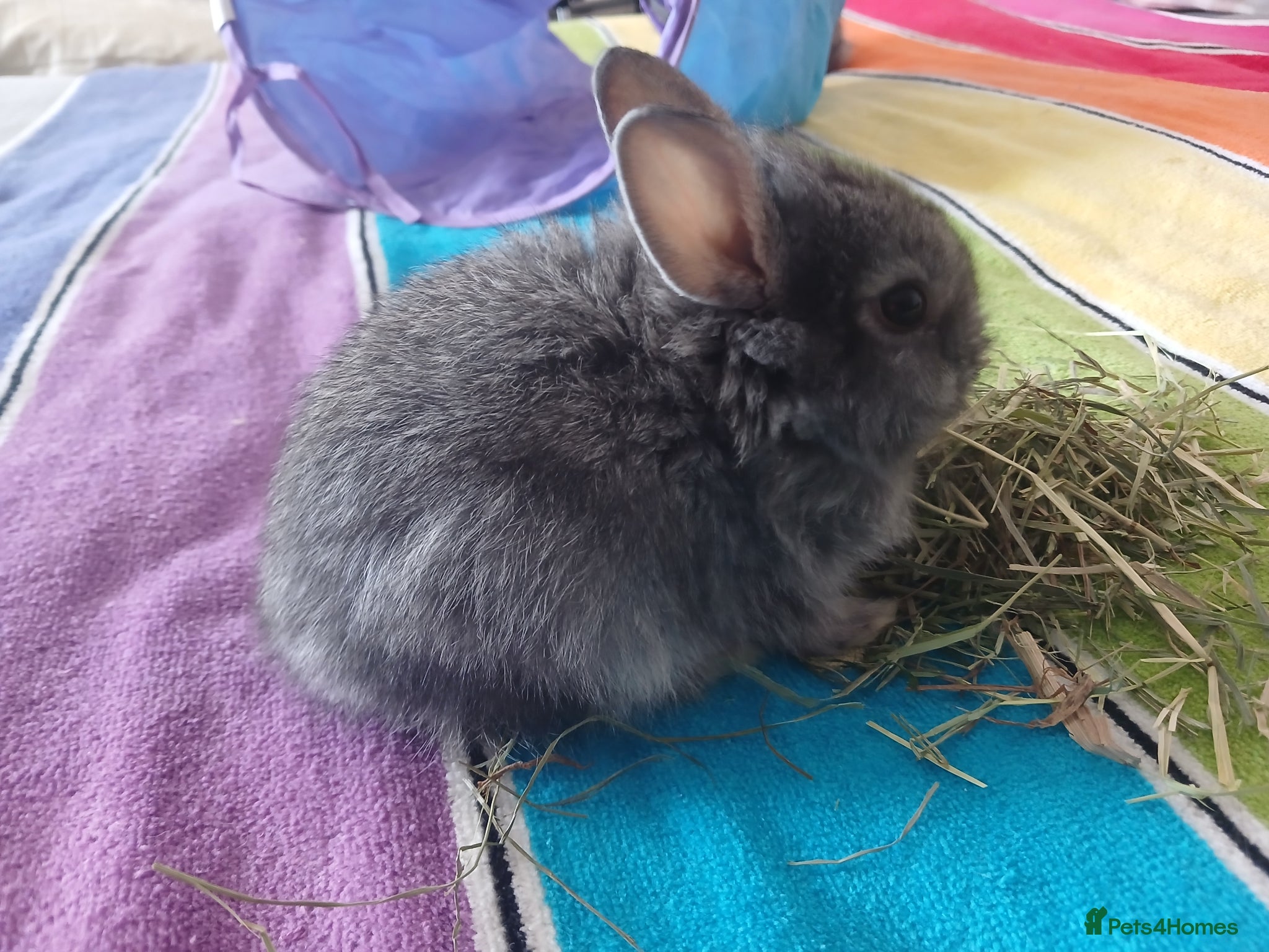 Mixed Breed rabbits for sale: Baby bunnys - Advert 3