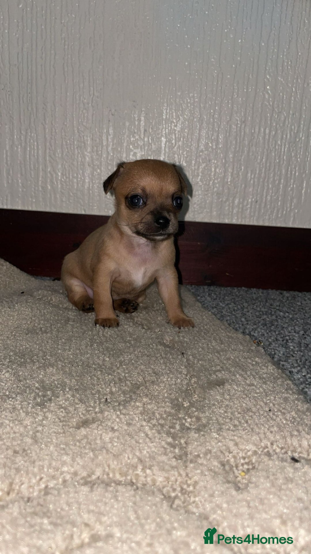 Chihuahua dogs for sale: Chihuahua puppies  - Image 8